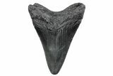 Juvenile Megalodon Tooth - South Carolina #370445-1